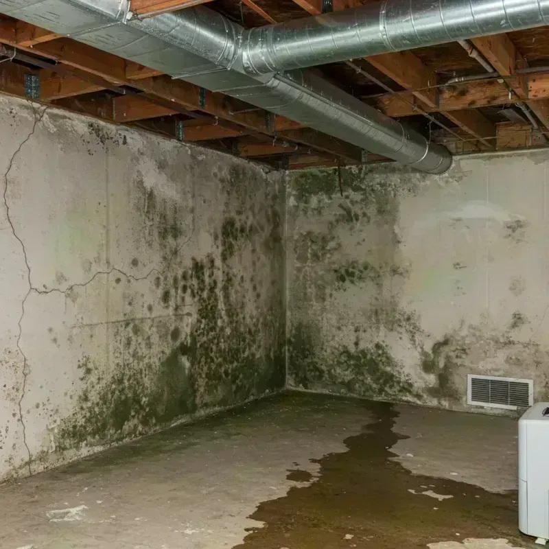 Professional Mold Removal in Morgan County, WV